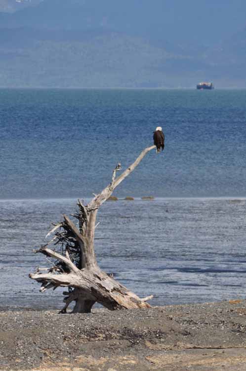 eagle in tree